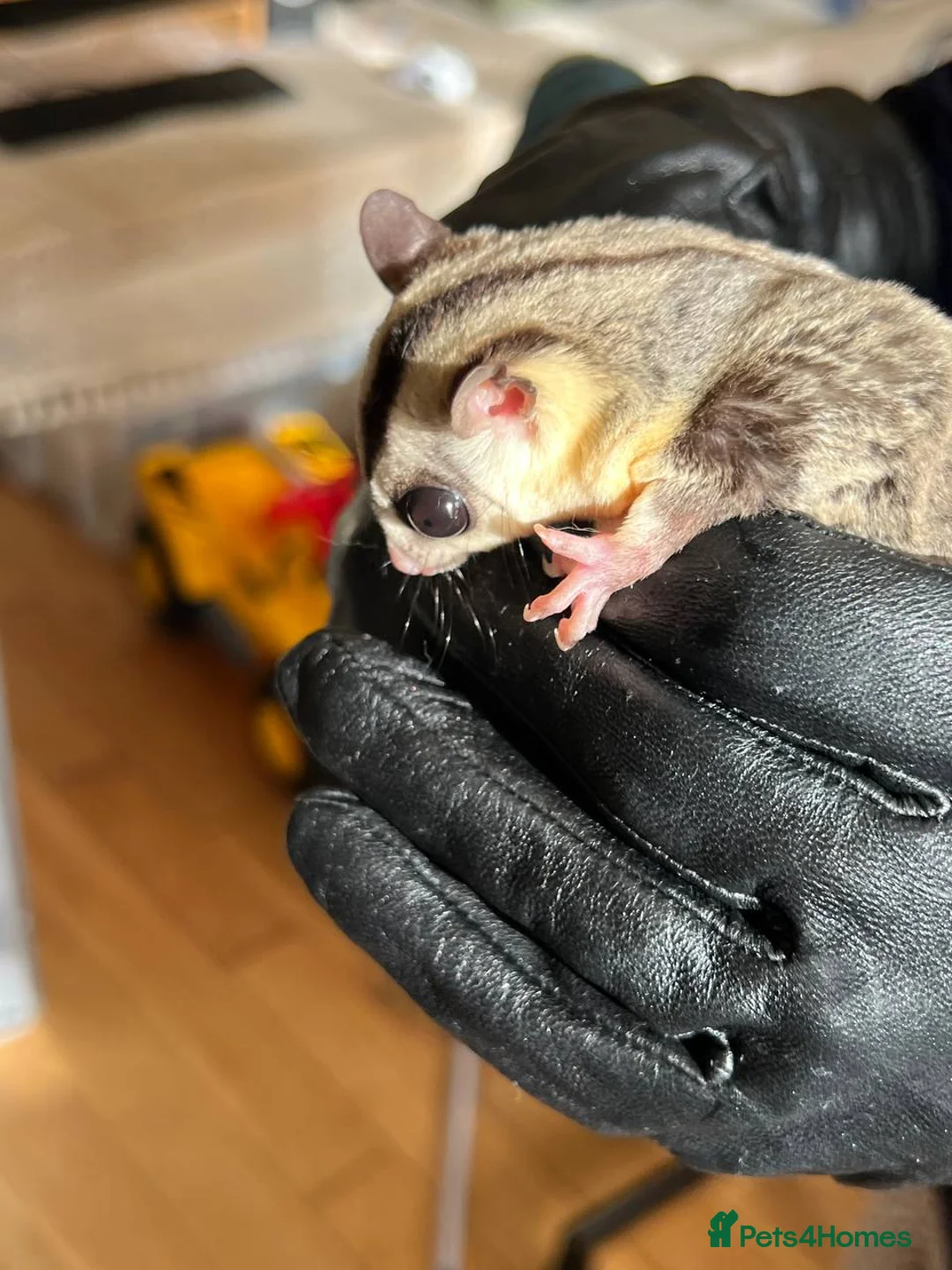Sugar Glider rodents for sale: ✨ EXCEPTIONAL SUGAR GLIDER CLAN  - Advert 34