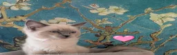 Ragdoll cats for sale: 🩷 GCCF🩷1  BLUE POINT MITTED RAGDOLLS LEFT - Advert 9