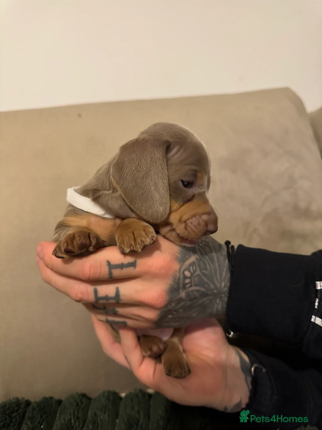 Miniature Dachshund dogs for sale: 2 beautiful Isabella and tan mini dachshunds  - Advert 5