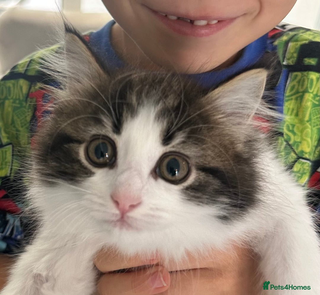 Mixed Breed cats for sale: Rag doll mixed breed kittens for sale - Image 1