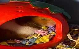 Hamster rodents for sale: Syrian hamster  - Image 6