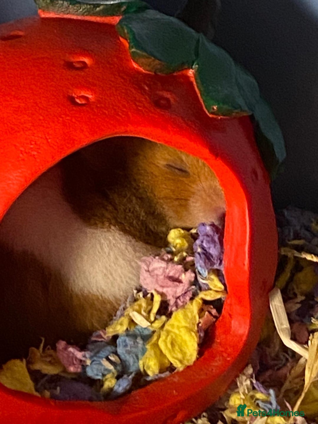 Hamster rodents for sale: Syrian hamster  - Image 6