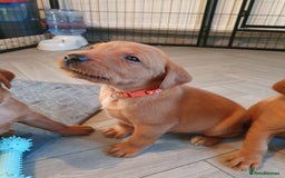 Labrador Retriever dogs for sale: **Only 2 Girls Left** Fox Red Labrador Puppies - Image 21