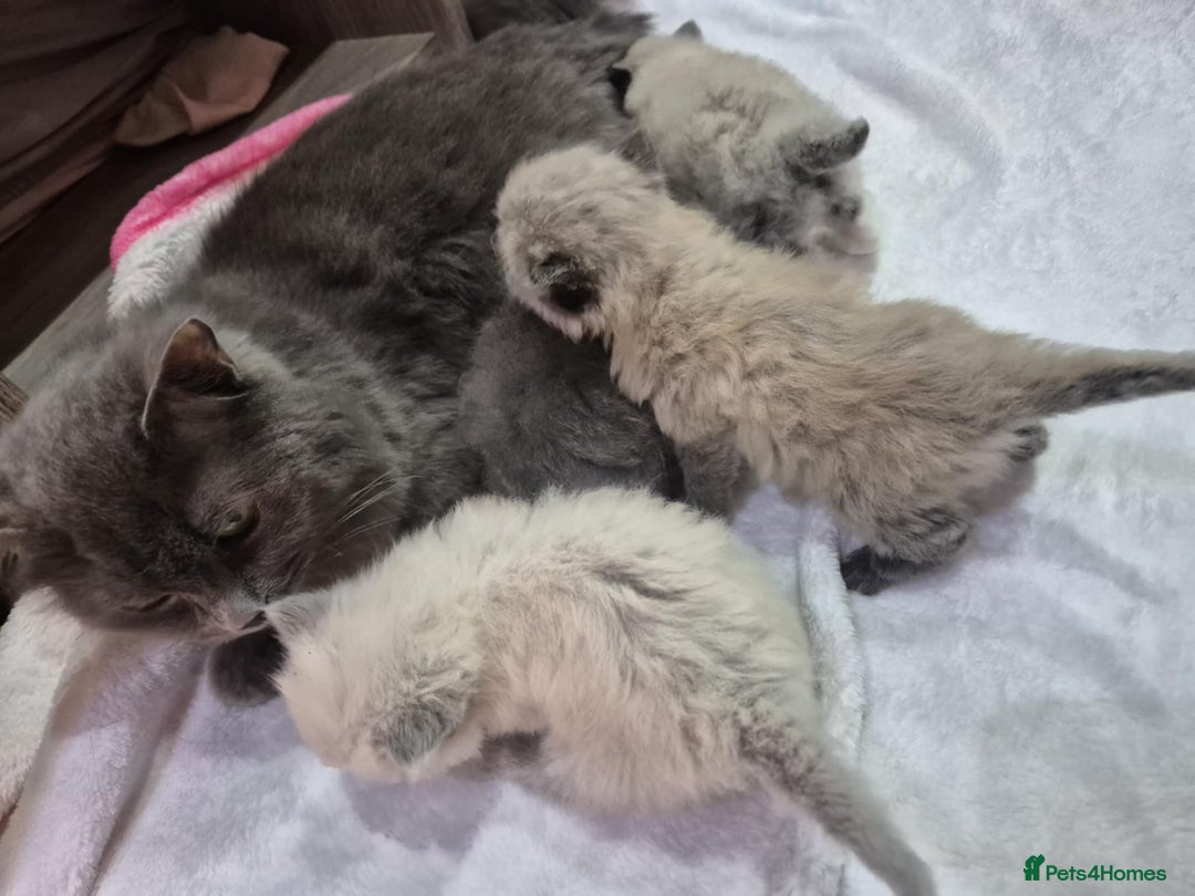 Ragdoll cats for sale: 4 ragdolls ready to leave now  - Image 40