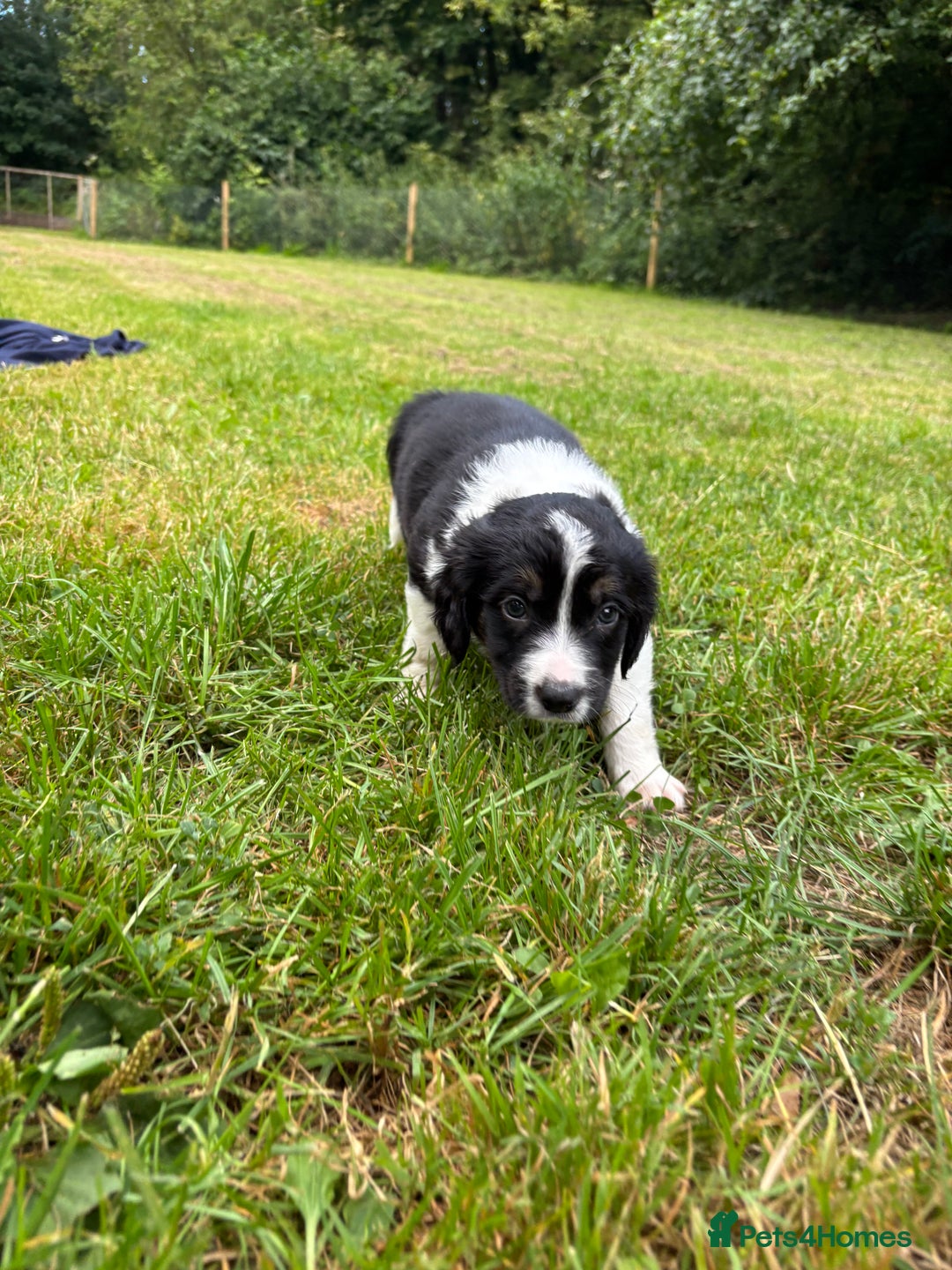 Mixed Breed dogs for sale: Sprollie Puppies - Image 5