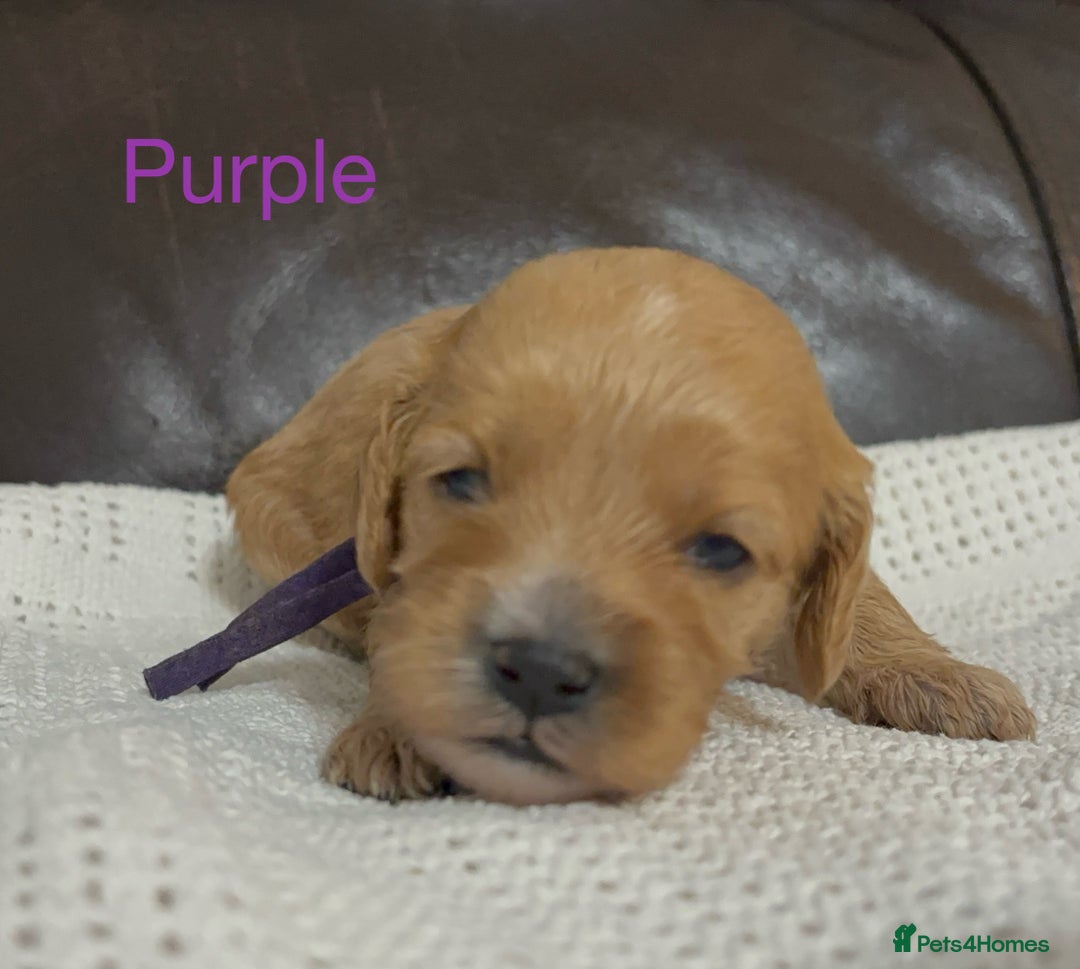 Cavapoo dogs for sale: Gorgeous F1 Cavapoo puppies. Health tested parents - Advert 17