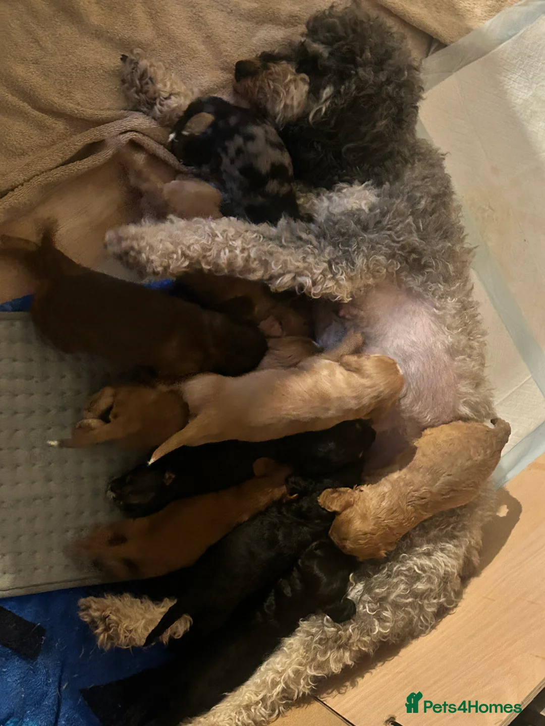 Cockapoo dogs for sale: Black and Tan Cockapoo boy - Advert 6