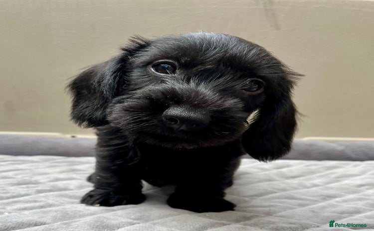 Miniature Dachshund dogs - Advert 6