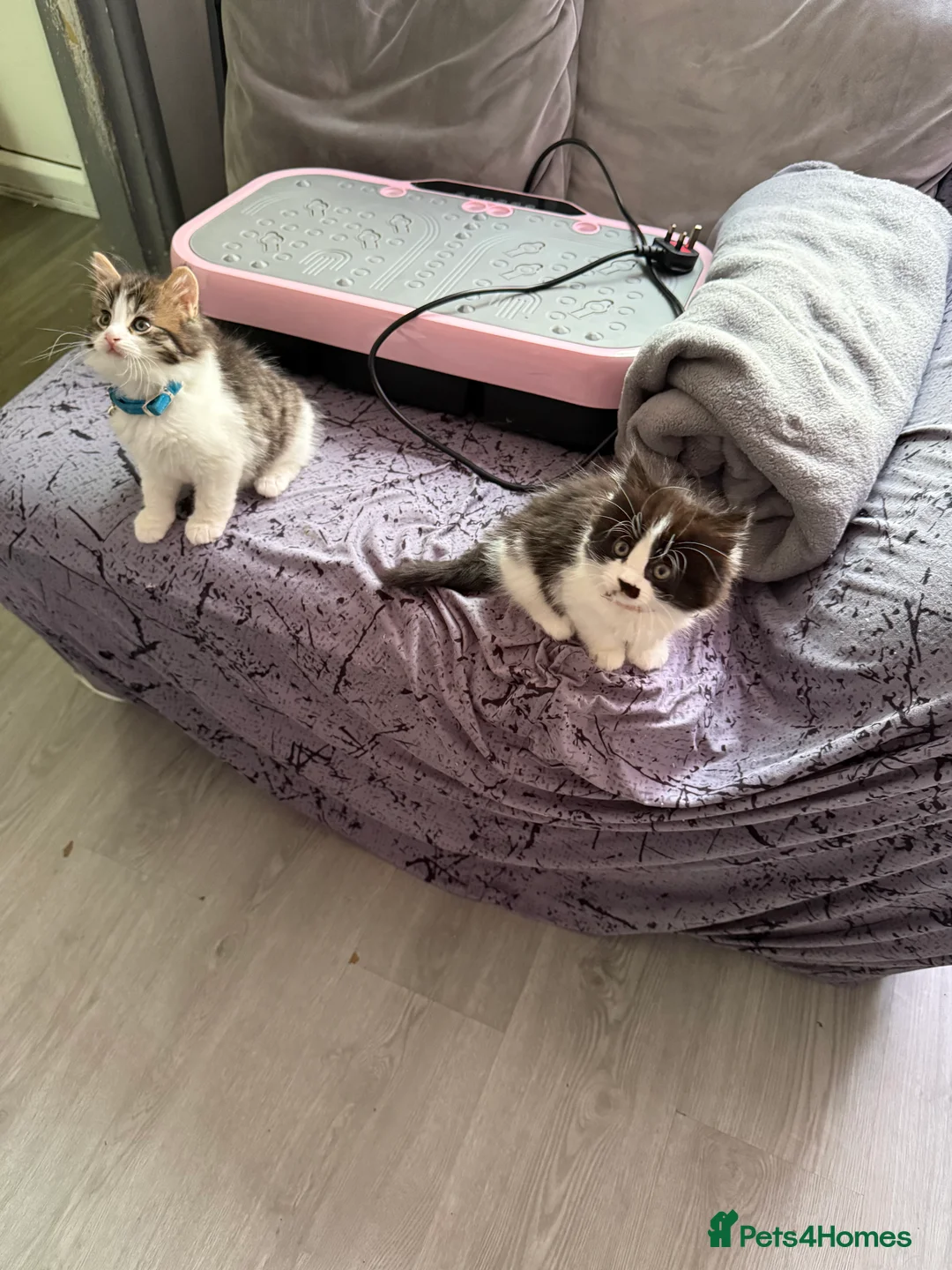 Ragcoon cats for sale: RAGCOONS  - Advert 20