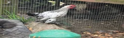 Chickens poultry for sale: Chicks looking for new homes  - Advert 7