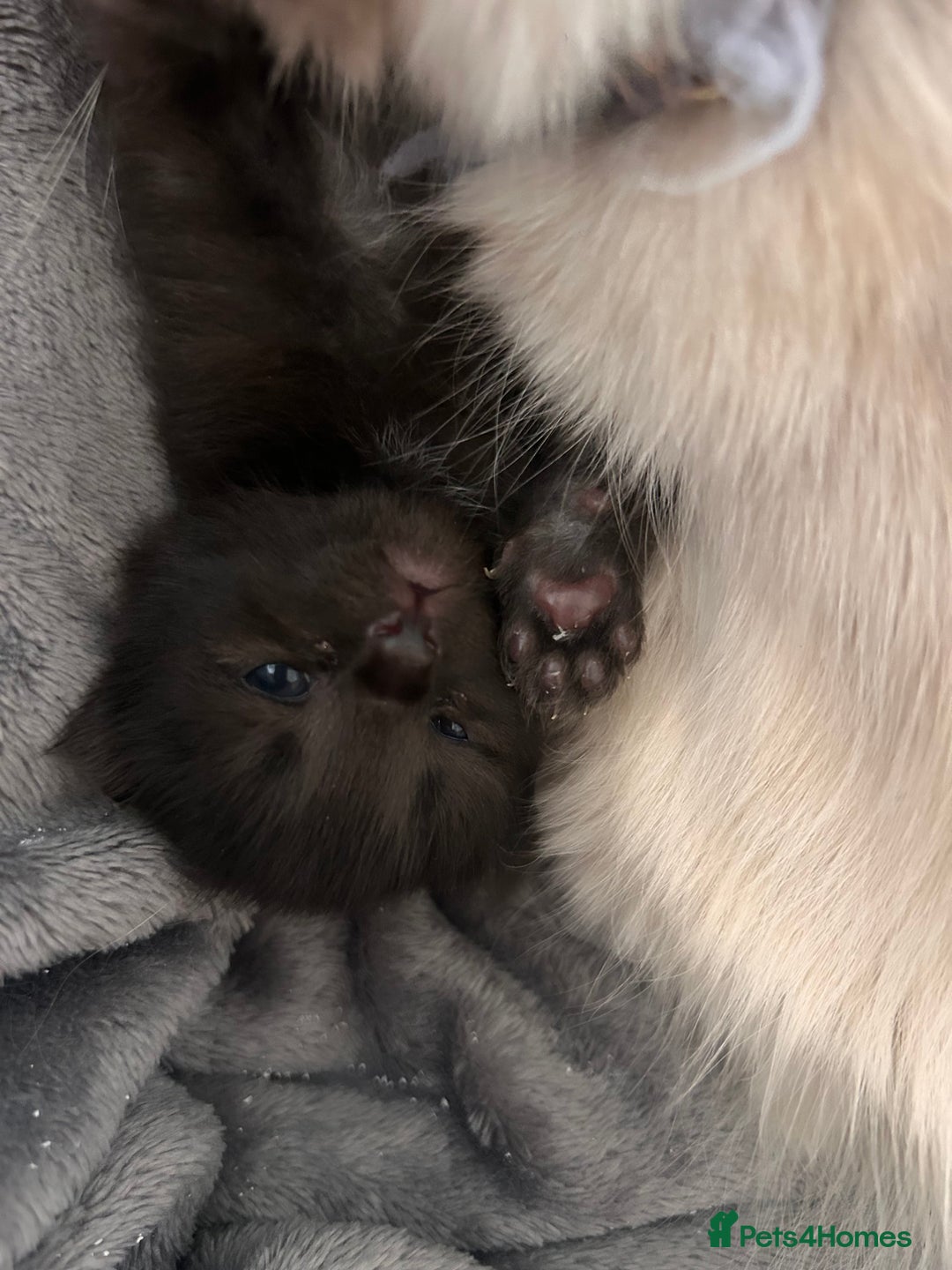 Ragdoll cats for sale: Gorgeous fluffy Ragdoll x kitten  - Image 15