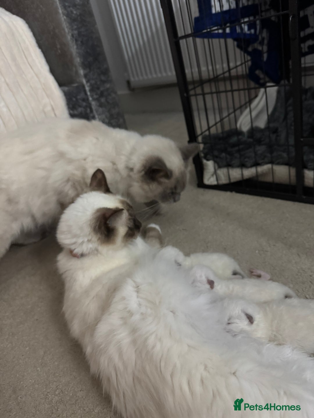 Ragdoll cats for sale: Absolutely Stunning litter of pure Ragdoll kittens - Image 15
