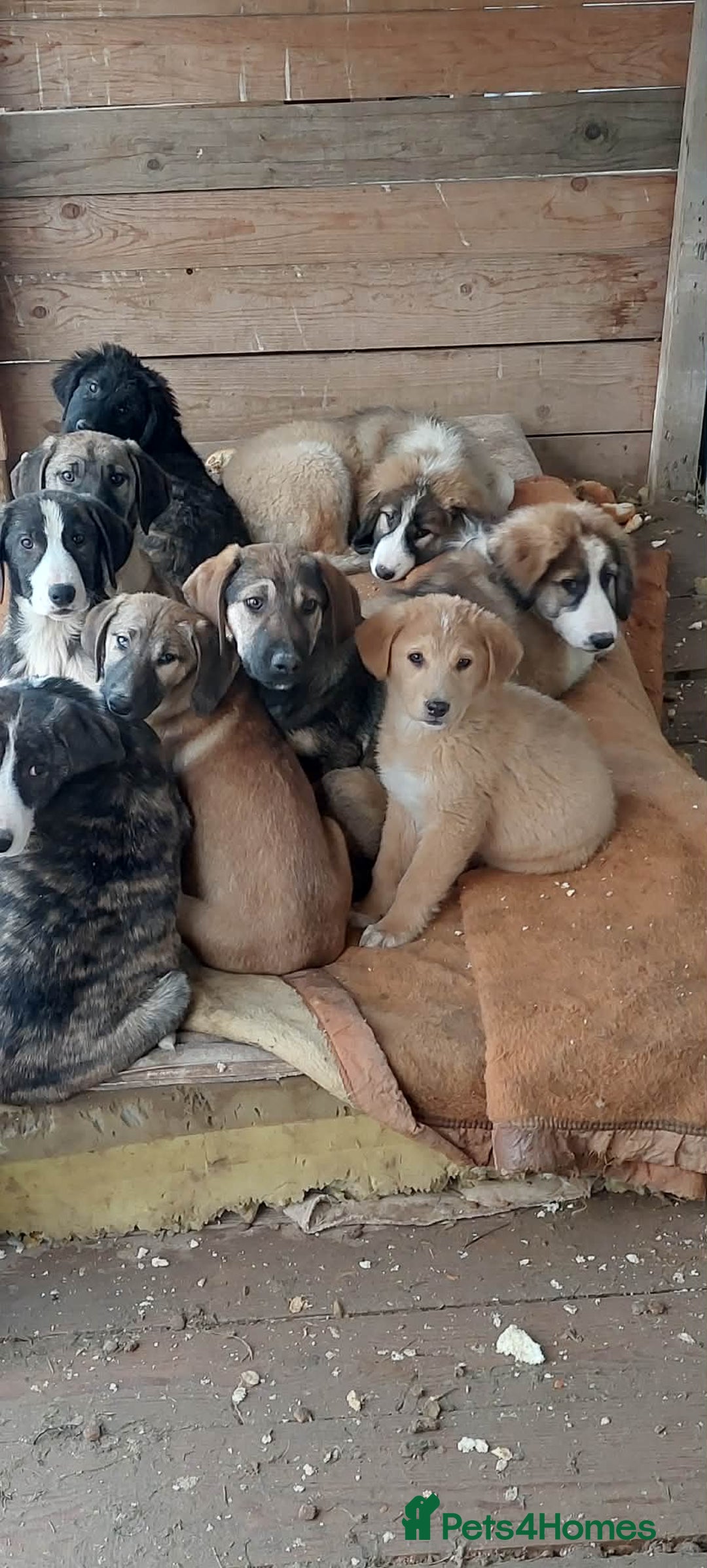 Mixed Breed dogs for adoption: 4.5 female Macedonian puppy - Advert 3