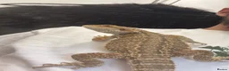 Bearded Dragon reptiles for sale: Bearded Dragon  in Leicester - Advert 3