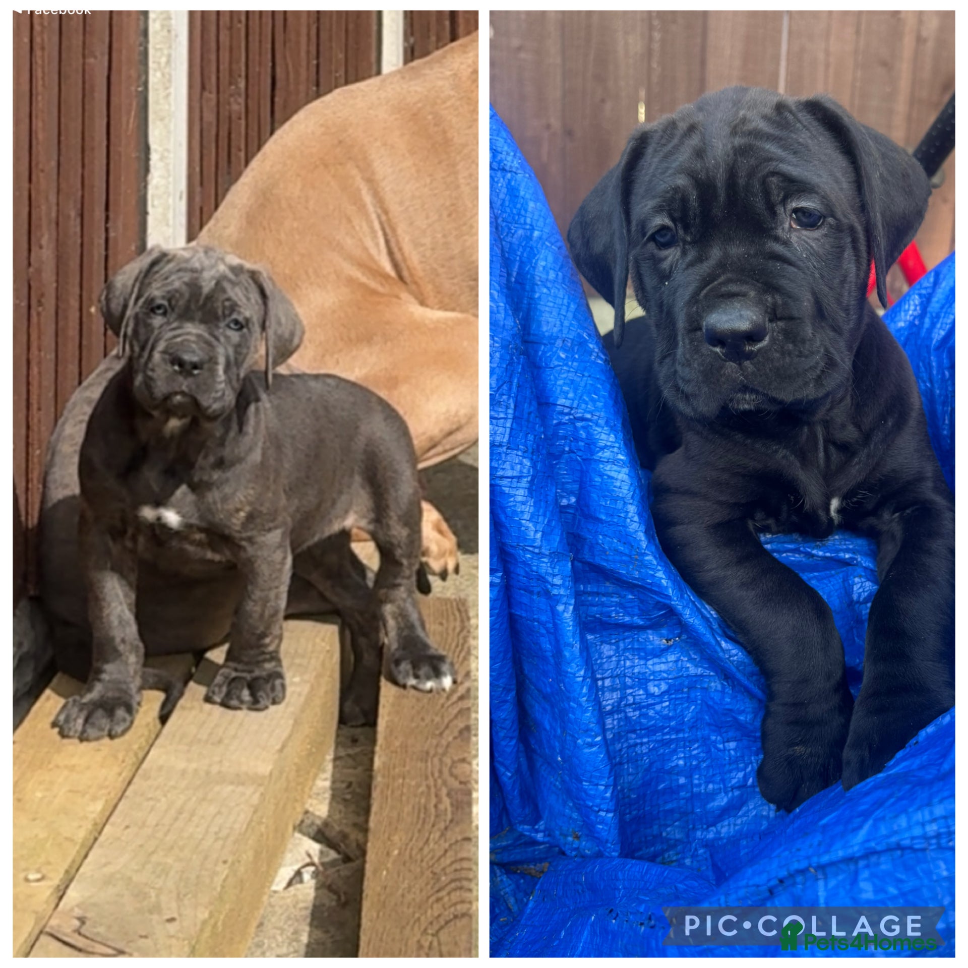 Cane Corso dogs 2 girl cane corso pups - Advert 5