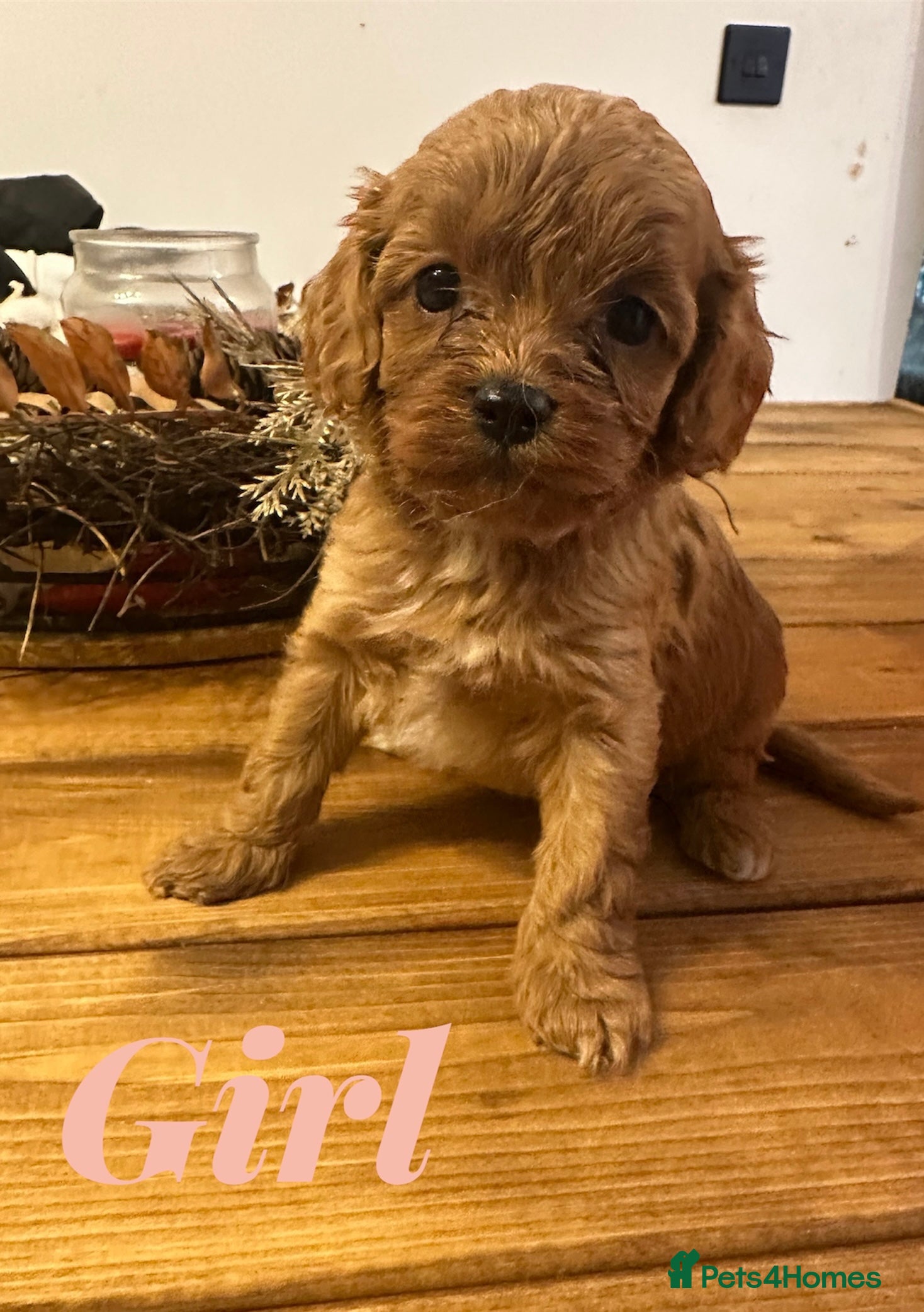 Cavapoo dogs ** DNA 🧬 CLEAR RED CAVAPOO PUPPIES ** - Advert 1