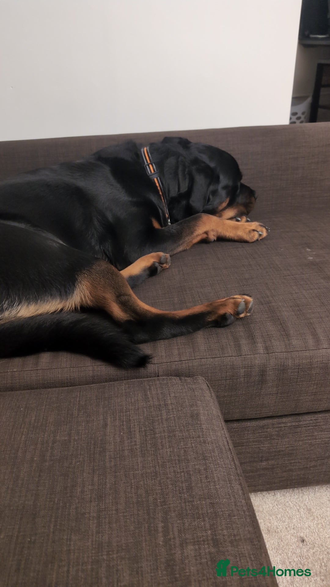 Rottweiler dogs for sale: Max 10 month old Rottweiler boy  - Advert 14