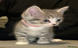 Domestic Shorthair cats for sale: Grey & White Tabby (DSH)  - Image 3