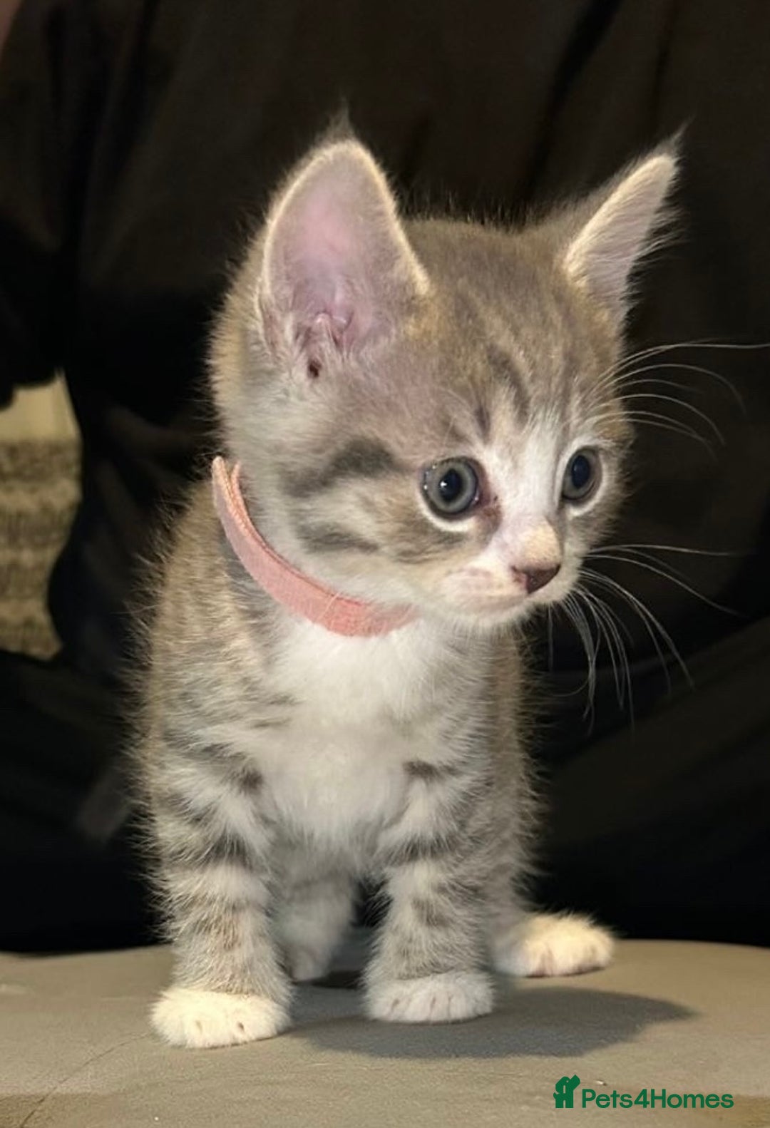 Domestic Shorthair cats for sale: Grey & White Tabby (DSH)  - Image 3