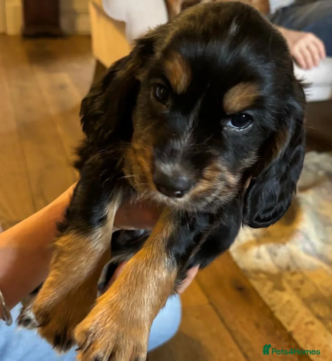 Cocker Spaniel dogs for sale: Very sweet male Cocker Spaniel Pup- Black and Tan  - Advert 2