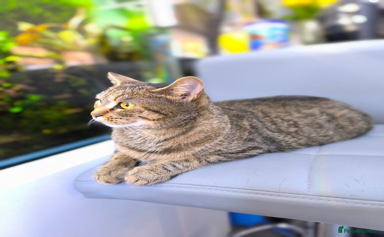 Scottish Fold cats Beautiful Aurora - Advert 9