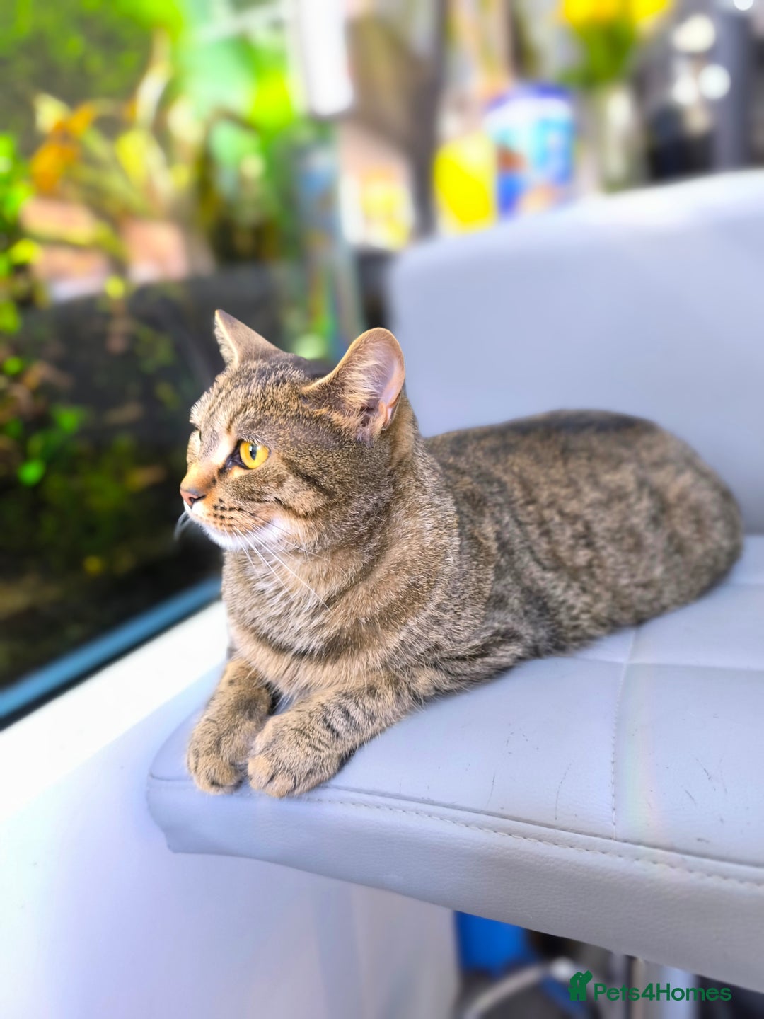 Scottish Fold cats for sale: Beautiful Aurora - Advert 1