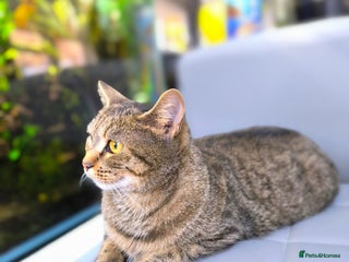 Scottish Fold cats for sale: Beautiful Aurora - Advert 1