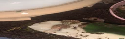 Snails invertebrates for sale: 3 Babies achatina jadatzi/white jade giant snails - Advert 7