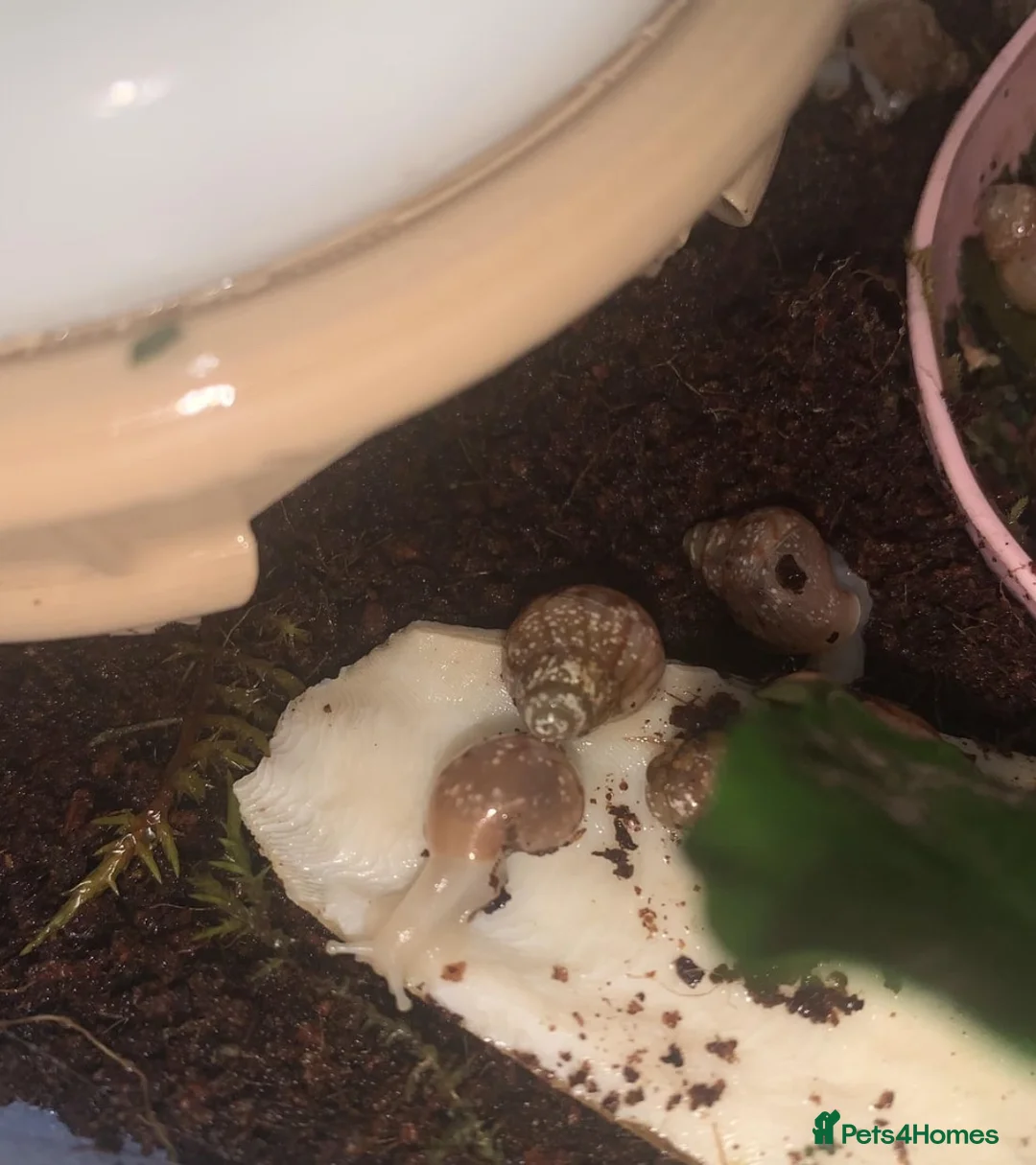 Snails invertebrates for sale: 3 Babies achatina jadatzi/white jade giant snails - Advert 7