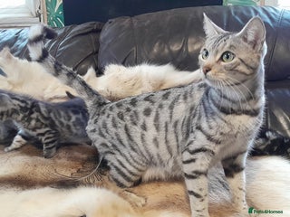 Bengal cats Beautiful Bengal kittens - Advert 1