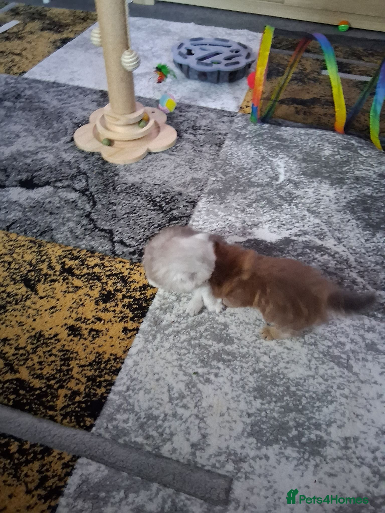 Persian cats PURE PERSIAN SILVER TIPPED CHINCHILLA BOY - Advert 3
