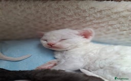 Devon Rex cats for sale: 🌸 Wonderful Devon Rex Kittens Raised with Love 🌸 - Image 7