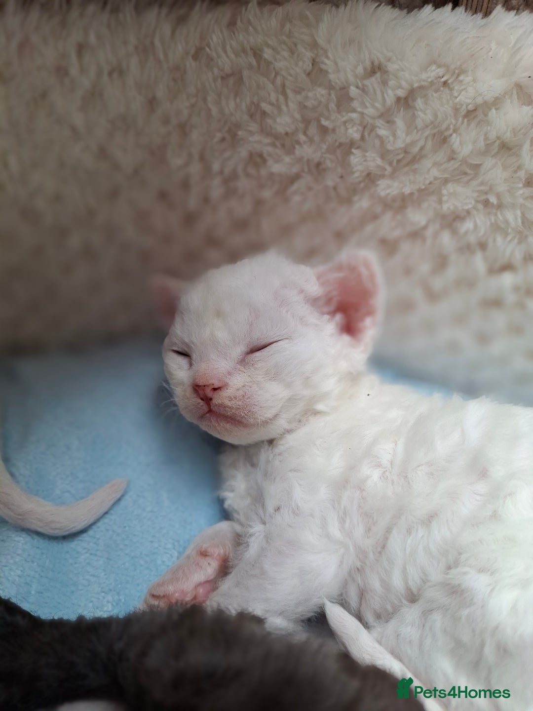 Devon Rex cats for sale: 🌸 Wonderful Devon Rex Kittens Raised with Love 🌸 - Image 7
