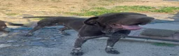 German Shorthaired Pointer dogs for sale: Stunning boy and girls  - Advert 4