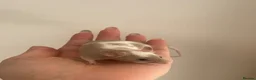 Mouse rodents for sale: Fancy mice for homes  - Advert 8