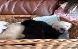Labrador Retriever dogs for sale:  labrador retriever pups - Image 12