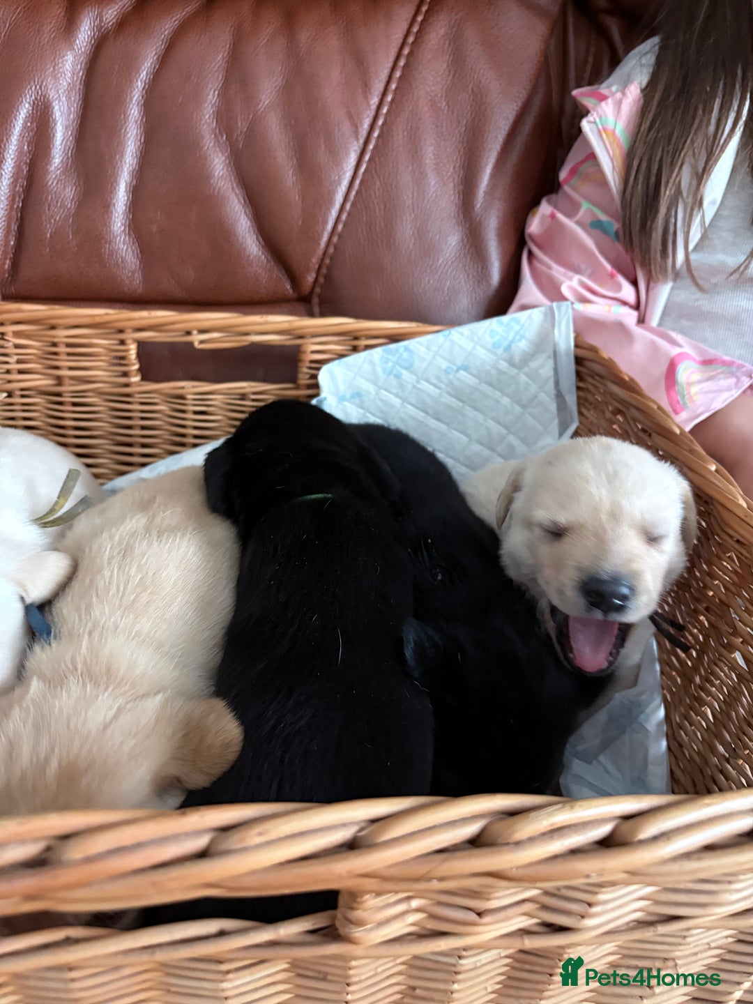 Labrador Retriever dogs for sale:  labrador retriever pups - Image 12