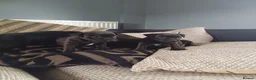 Patterdale Terrier dogs for sale: Stunning patterdale terriers  - Advert 11