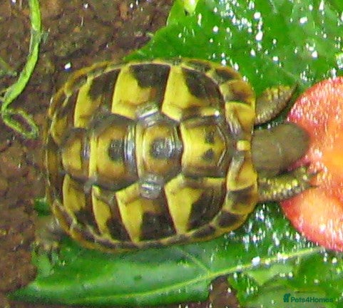 Hermann Tortoise reptiles Baby Hermann & Spur-thigh Tortoises for sale - Advert 3