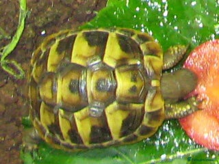 Hermann Tortoise reptiles Baby Hermann & Spur-thigh Tortoises for sale - Advert 9