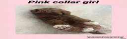 Cavapoo dogs for sale: Merlesque 5⭐️F1b curly teddy bear coats  - Advert 18
