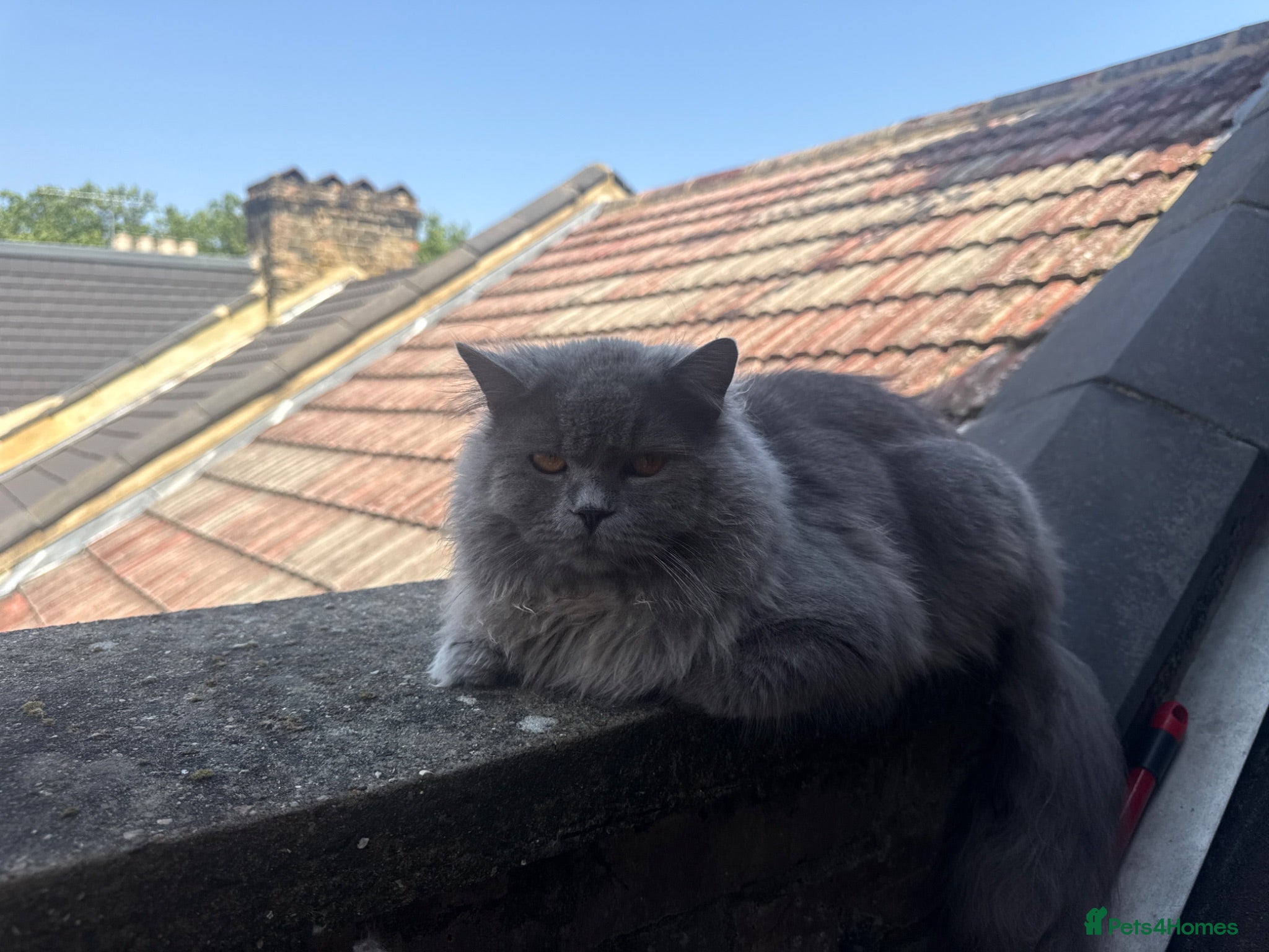 British Shorthair cats Casper  - Advert 2