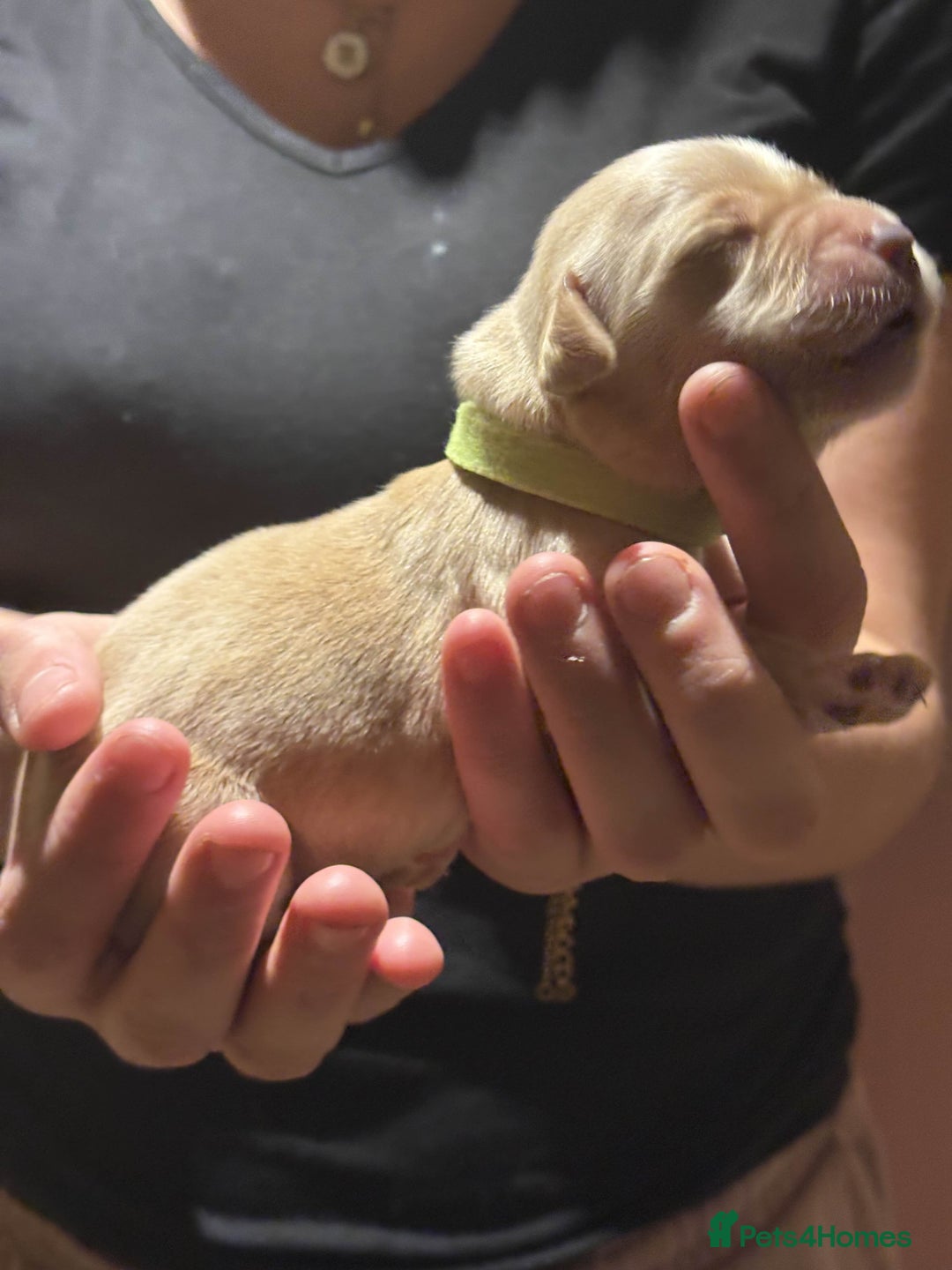 Golden Retriever dogs for sale: Golden Retriever Puppies for Sale - Image 15