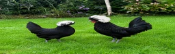 Chickens poultry for sale: Bantams and Pekins for Sale - Advert 4