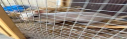 Lionhead rabbits for sale: Baby bunnies  - Advert 3