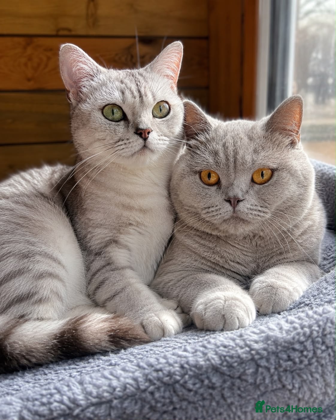 British Shorthair cats Beautiful Unrelated British Shorthair Couple - Advert 3