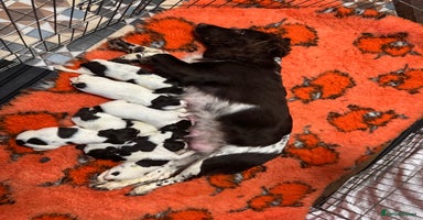 English Springer Spaniel dogs Springer spaniels for sale  - Advert 4