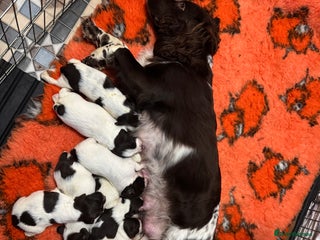 English Springer Spaniel dogs for sale - Advert 1