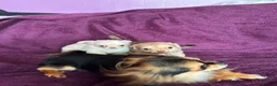 Chihuahua dogs for sale: Outstanding tiny tiny chichahua  - Advert 24