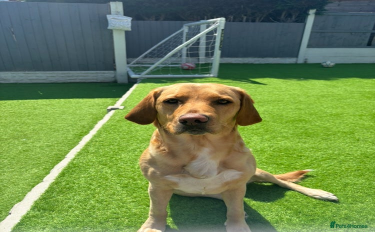 Labrador Retriever dogs - Advert 3